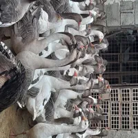 غاز|حیوانات مزرعه|سرپل ذهاب, |دیوار