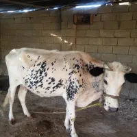 گاوماده گوساله ماده