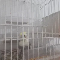 عروس هلندی با تخم