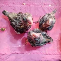 جوجه عروس های سرلاکی ((پرورش خانگی))