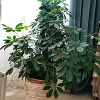 شلفرا بزرگ|گل و گیاه طبیعی|گلبهار, شهر جدید گلبهار|دیوار