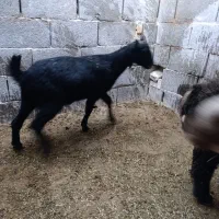 بز و کره|حیوانات مزرعه|یزد, |دیوار