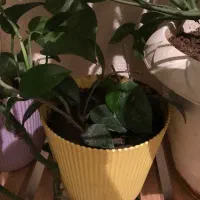 ۲۰عدد گل به همراه استند نگهدارنده|گل و گیاه طبیعی|سهند, |دیوار