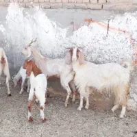 ۳ راس بز زایده|حیوانات مزرعه|کاشمر, |دیوار