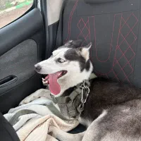 هاسکی گمشده|حیوانات|تهران, اسفندیاری|دیوار