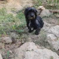 سگ خونگی|سگ|تاکستان, |دیوار