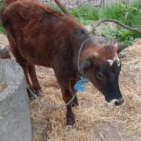 لیشه ۱۴ماهه نژادسویسی