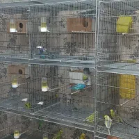 تعدادی پرنده جفت|پرنده|کرمانشاه, |دیوار