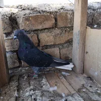کبوتر رنگی ماده دم سفید|پرنده|اصفهان, عاشق‌آباد|دیوار