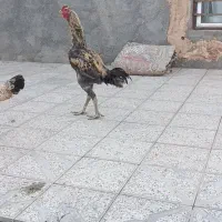 مرغ خروس لاری طوسی