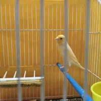 قناری ،جفت، با تخم و جوجه،جوجه قناری