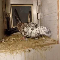 کبوتر|پرنده|میاندوآب, |دیوار