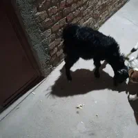 دو عدد بزغاله|حیوانات مزرعه|زاهدان, |دیوار