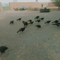 تعداد ۲۰ عدد برنز ارگانیک ۵ ماهه از ۱۵۰۰تادو