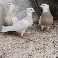کبوتر طوقی آجری