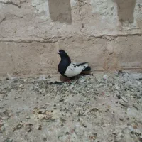 کبوتر|پرنده|فیروزآباد (لرستان), |دیوار