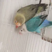 کوتوله برزیلی