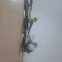 عروس هلندی|پرنده|چناران, |دیوار