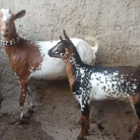 بز خودش آبستن دقلوزا کهره نر