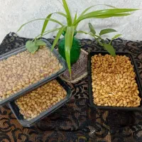 خرید و فروش پسته ی آقای مقدم
