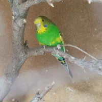 مرغ عشق انگلیسی|پرنده|یزد, |دیوار