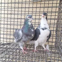 کبوتر دمگیر|پرنده|اصفهان, ستار|دیوار