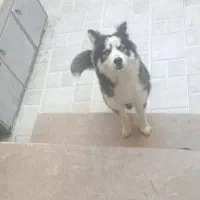 سگ هاسکی ماده مالاموت هفت ماهه سالم با شناسنامه|سگ|رشت, عینک|دیوار