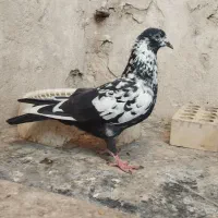 کبوتر|پرنده|بندر امام خمینی, |دیوار
