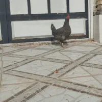 دو عدد مرغ عربی تخمگذار|حیوانات مزرعه|حمیدیه, |دیوار