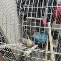 عروس هلندی|پرنده|تهران, شارق|دیوار