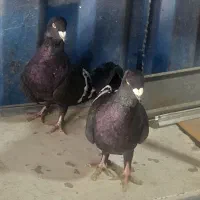 کبوترخانه دارافقانی