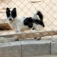 سگ پاکوتاه نر سیاه و سفید اصل سرابی