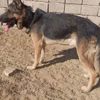 ژرمن فروشی|سگ|کرمان, |دیوار