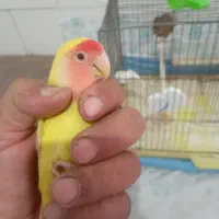 فروش کوتوله