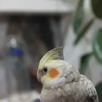 عروس هلندی گمشده در سعدی غربی