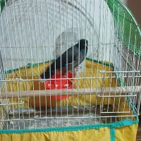 مرغ مینا نر