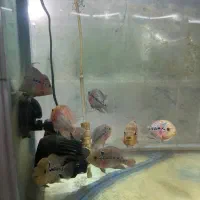 ماهی فلاور|ماهی|زنجان, |دیوار