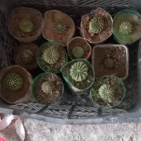گل کاکتوس