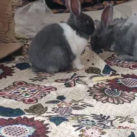 بچه خرگوش بغلی وآروم