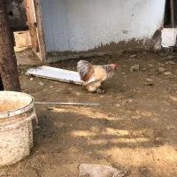 خروس زینتی کوشین|حیوانات مزرعه|بابل, |دیوار