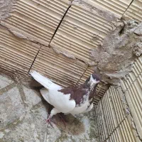کبوتر.یال.روسری سرخ|پرنده|مبارکه, |دیوار