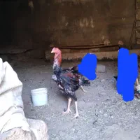 جوجه خروس لاری|حیوانات مزرعه|سقز, |دیوار