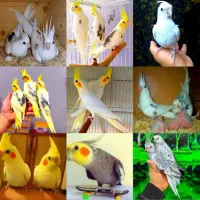 عروس هلندی برزیلی سنگال سخنگو با شناسنامه سلامت|پرنده|تهران, استاد معین|دیوار