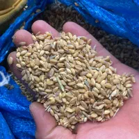 گندم|خوردنی و آشامیدنی|دامغان, |دیوار