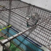 یک جفت طوطی برزیلی|پرنده|شیراز, قالیشویی|دیوار