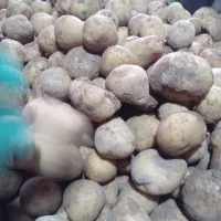 سیب زمینی بذرکشی شده یه دس.سانتا4۰۱