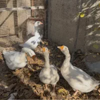 قوغاز لیندا