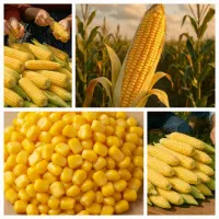 بلال تازه و ذرت دون شده شیری و شیرین مکزیکی