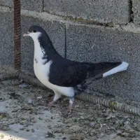 شهری ماده