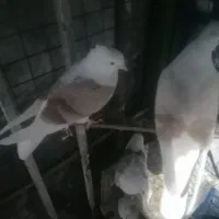 فروش کفتر کبوتر|پرنده|دورود, |دیوار